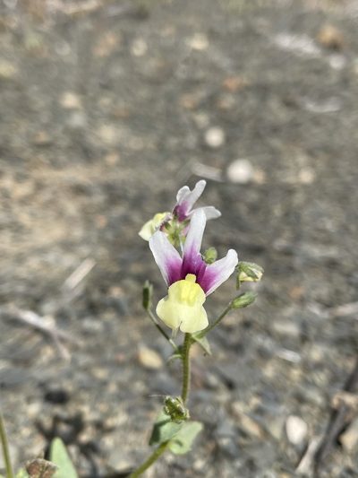 Nemesia suaveolens, photographed by Matt Berger