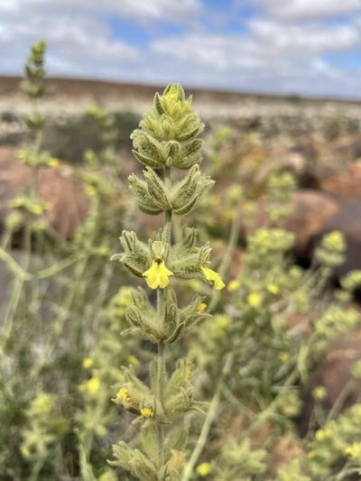 Stachys aurea, photographed by Matt Berger