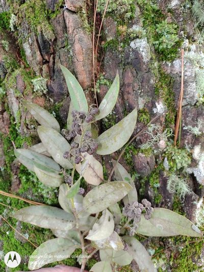 Agarista mexicana, photographed by Olvin Wilfredo Oyuela