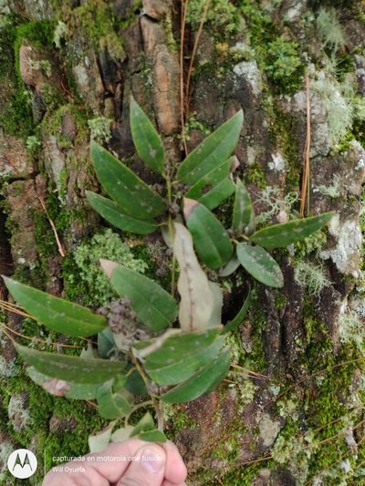 Agarista mexicana, photographed by Olvin Wilfredo Oyuela