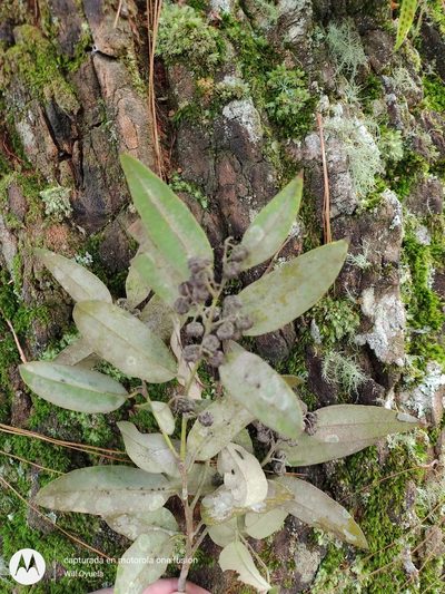 Agarista mexicana, photographed by Olvin Wilfredo Oyuela