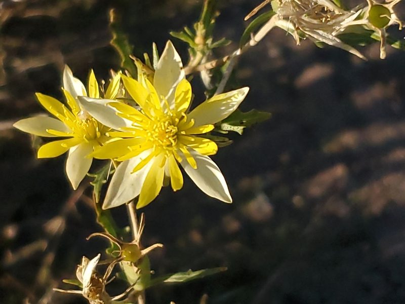 Mentzelia procera, photographed by Craig Martin