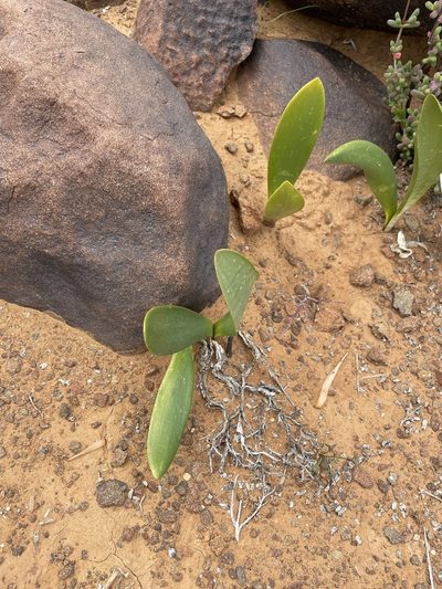 Haemanthus barkerae, photographed by Matt Berger