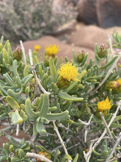 Pteronia glabrata, photographed by Matt Berger