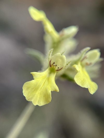 Stachys aurea, photographed by Matt Berger
