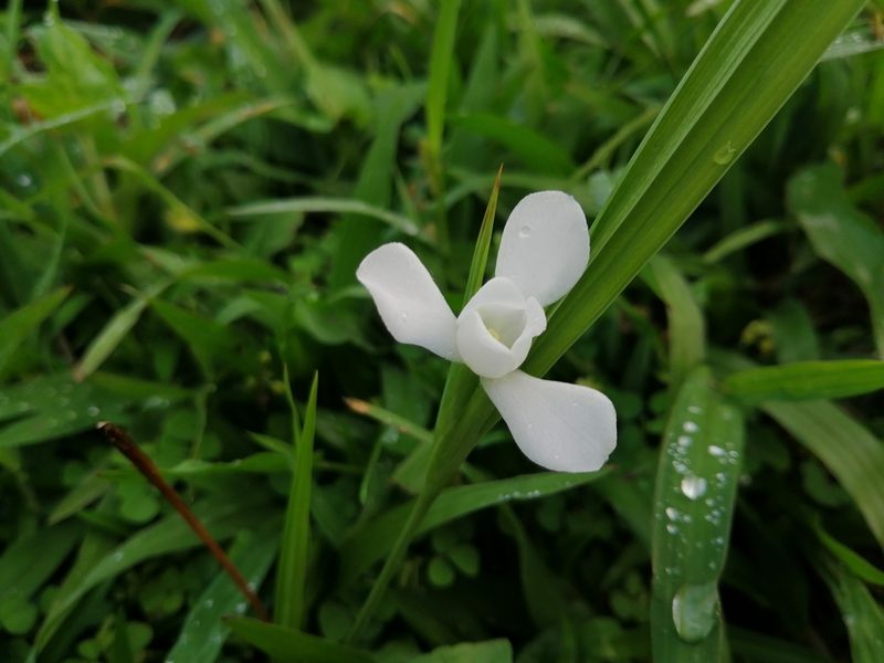 Cipura campanulata, photographed by Miguel Angel Ramírez Guillermo