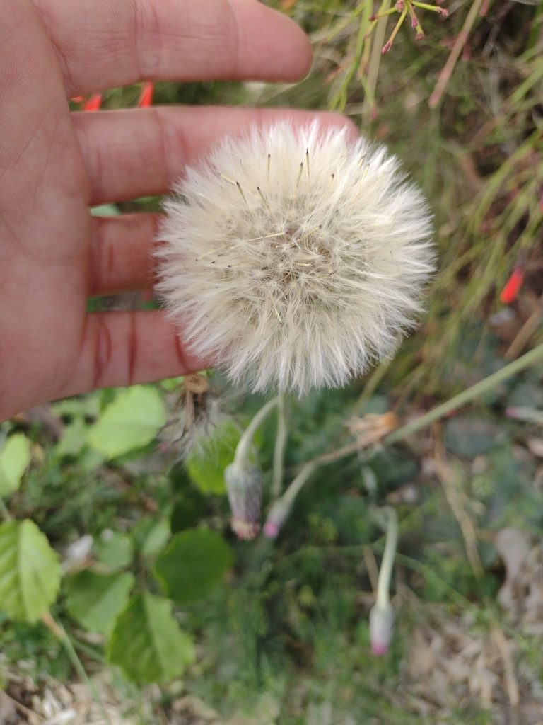 Chaptalia sinuata, photographed by María Zeta