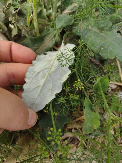 Chaptalia sinuata, photographed by María Zeta