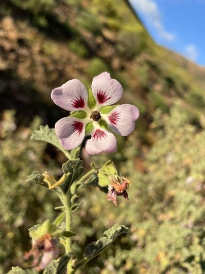 Anisodontea triloba, photographed by Matt Berger