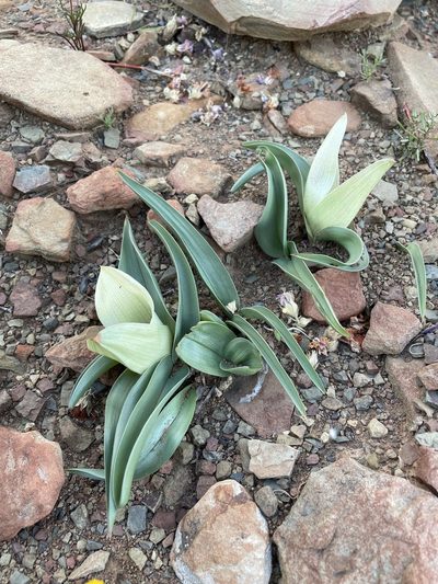 Colchicum capense, photographed by Matt Berger
