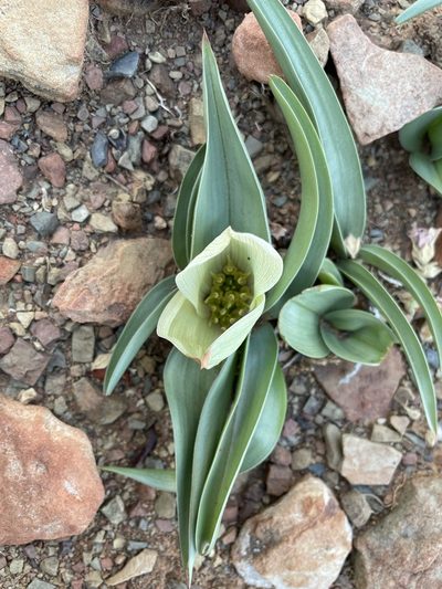 Colchicum capense, photographed by Matt Berger