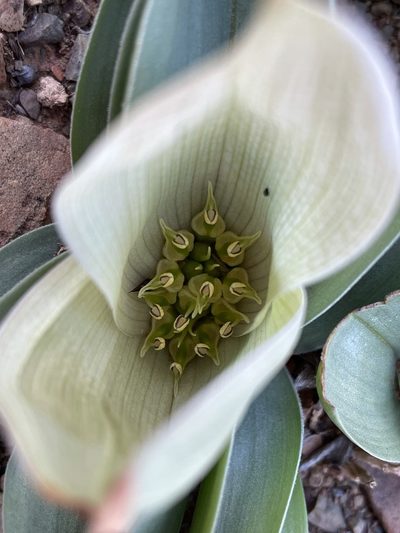 Colchicum capense, photographed by Matt Berger