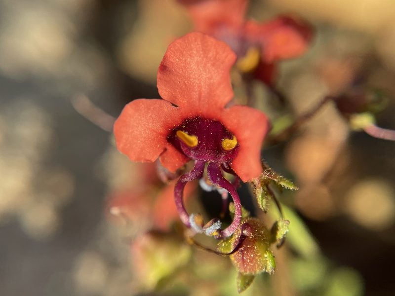 Alonsoa unilabiata, photographed by Matt Berger