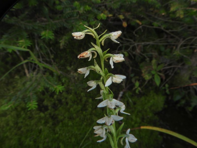 Platanthera dilatata, photographed by Tom Field