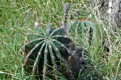 Acanthocalycium rhodotrichum, photographed by Hugo Hulsberg