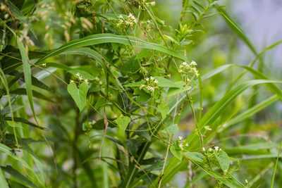 Cynanchum laeve, photographed by Melissa McMasters