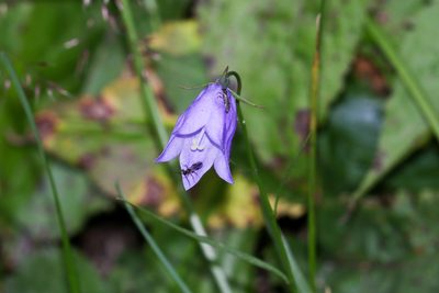 Campanula intercedens, photographed by Tom Field