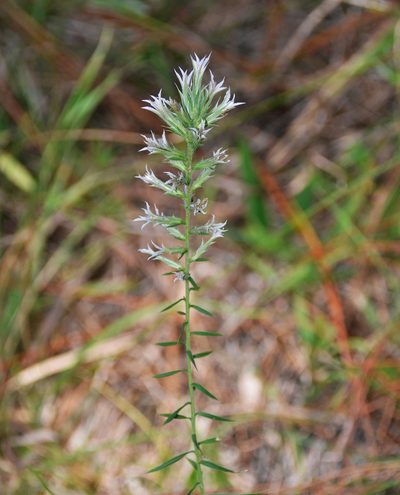 Liatris bridgesii, photographed by Mike Duran