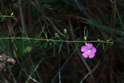 Agalinis purpurea, photographed by Mike Duran