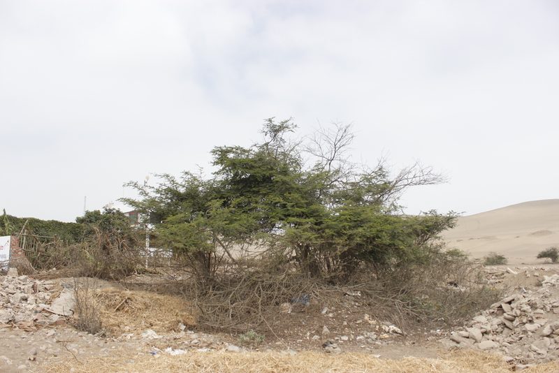 Vachellia macracantha, photographed by Ruth Gutiérrez Oliveros