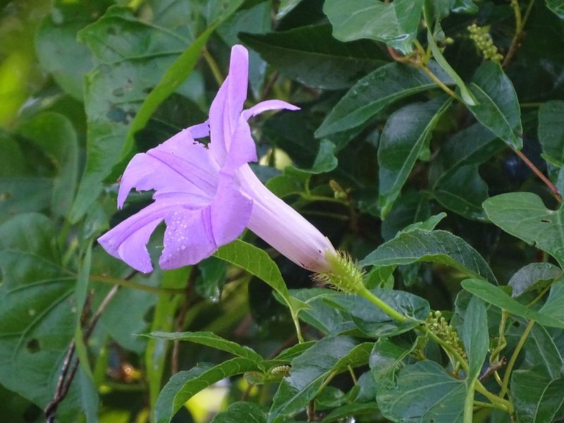 Ipomoea crinicalyx, photographed by Alexis López Hernández