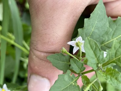 Solanum emulans, photographed by Max Miley