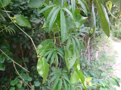 Ipomoea heterodoxa, photographed by Alexis López Hernández