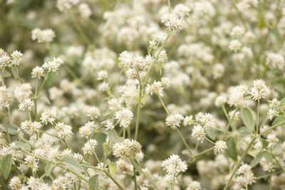 Alternanthera halimifolia, photographed by Ruth Gutiérrez Oliveros