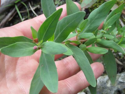 Epilobium latifolium, photographed by Erin Springinotic
