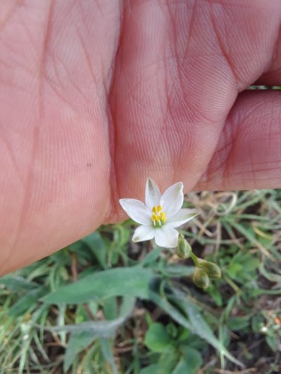 Echeandia nana, photographed by Alejandro Gómez Maya