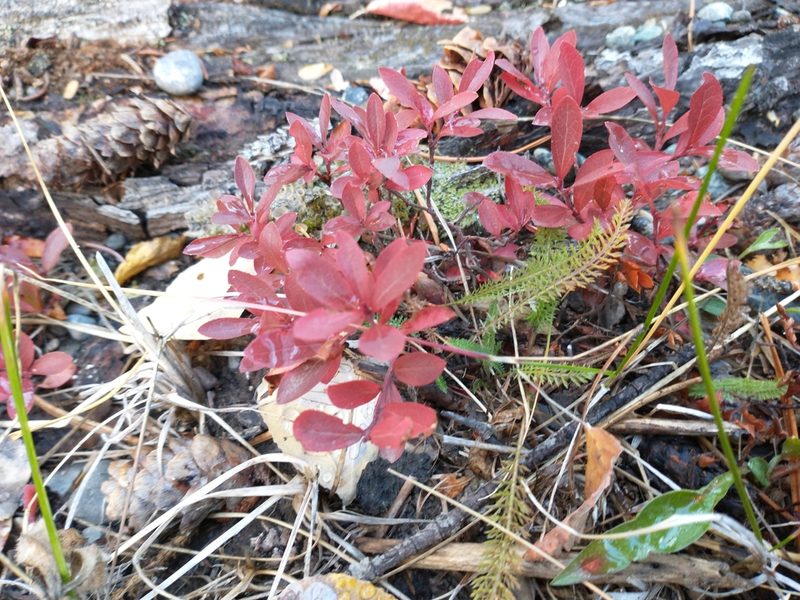 Vaccinium cespitosum, photographed by Victor Hooper