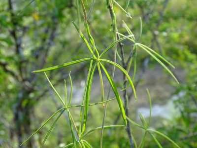 Ipomoea sororia, photographed by Alexis López Hernández