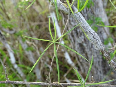 Ipomoea sororia, photographed by Alexis López Hernández