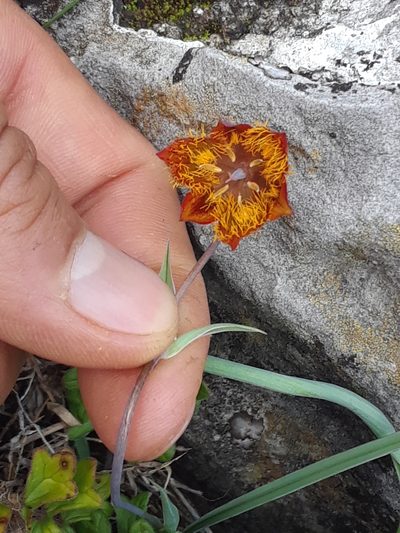 Calochortus marcellae, photographed by Alejandro Gómez Maya