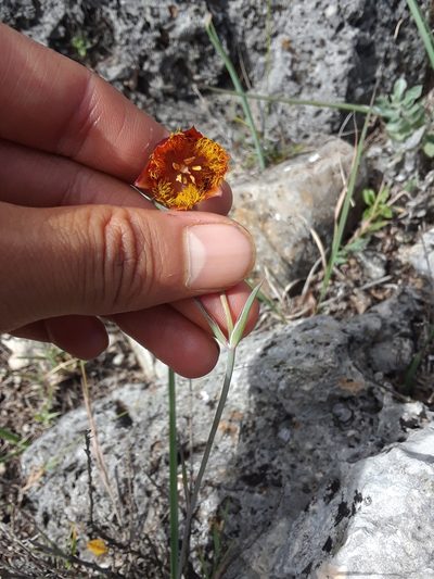 Calochortus marcellae, photographed by Alejandro Gómez Maya