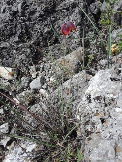 Calochortus marcellae, photographed by Alejandro Gómez Maya