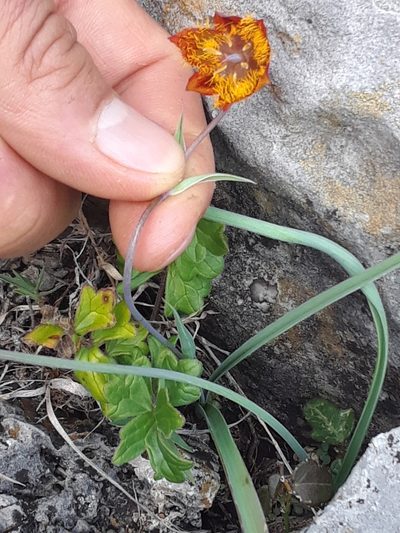 Calochortus marcellae, photographed by Alejandro Gómez Maya