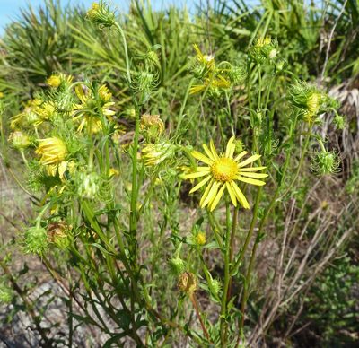 Chrysopsis subulata, photographed by Stan Shebs