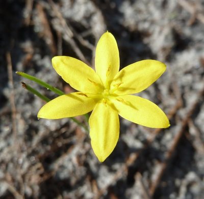 Hypoxis juncea, photographed by Stan Shebs