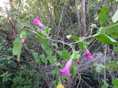Ipomoea peteri, photographed by Alexis López Hernández