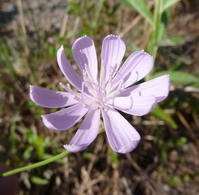 Lygodesmia aphylla, photographed by Stan Shebs