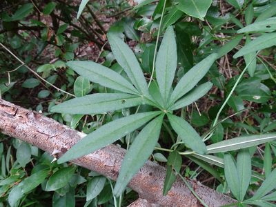 Ipomoea heterodoxa, photographed by Alexis López Hernández