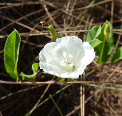 Stylisma villosa, photographed by Stan Shebs