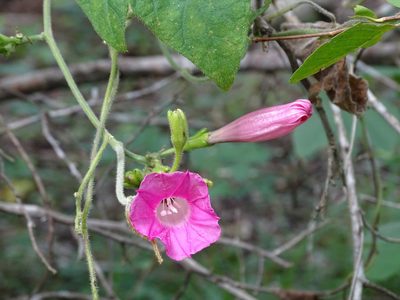 Ipomoea peteri, photographed by Alexis López Hernández