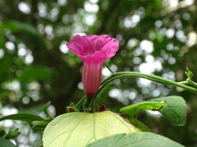 Ipomoea peteri, photographed by Alexis López Hernández