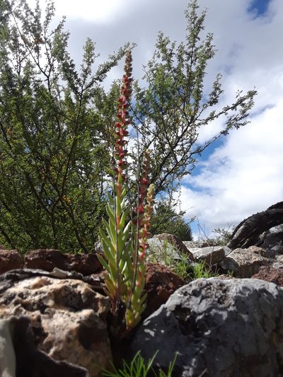 Villadia cucullata, photographed by Alejandro Gómez Maya