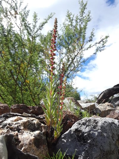 Villadia cucullata, photographed by Alejandro Gómez Maya