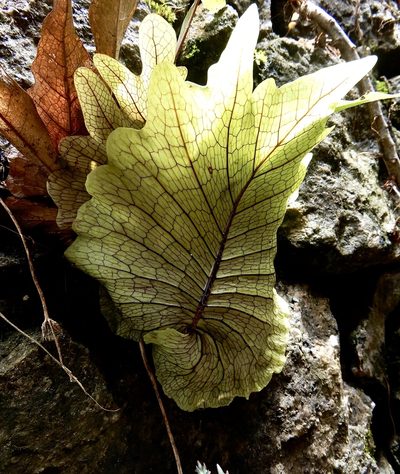 Drynaria quercifolia, photographed by Seema Merchant
