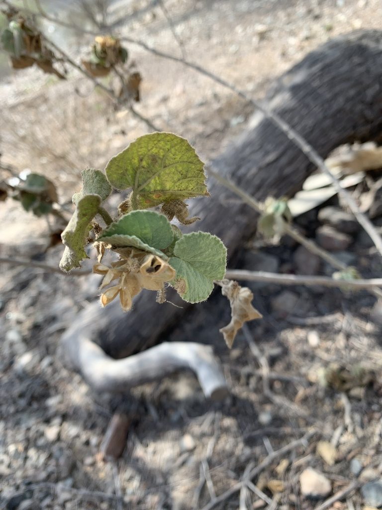 Abutilon pannosum, photographed by Arabella Willing