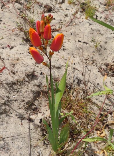 Ixia calendulacea, photographed by linkie